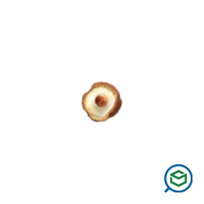 &Iota;&omega;&nu;&iota;&kappa;ή -...