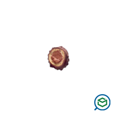 &Iota;&omega;&nu;&iota;&kappa;ή -...