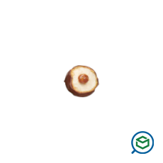 &Iota;&omega;&nu;&iota;&kappa;ή -...